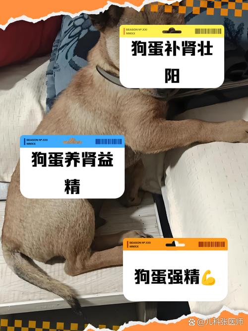 狗狗可以吃鹌鹑蛋吗_宠物狗可以吃鹌鹑蛋吗-第6张图片-后鲨宠物 狗狗可以吃鹌鹑蛋吗_宠物狗可以吃鹌鹑蛋吗-第6张图片-后鲨宠物