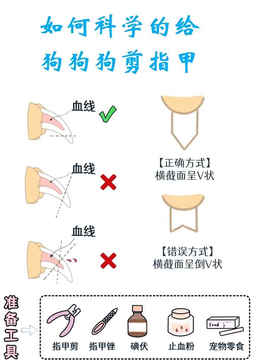 狗狗不让剪指甲怎么办,狗狗不让剪指甲怎么办咬人-第1张图片-后鲨宠物 狗狗不让剪指甲怎么办,狗狗不让剪指甲怎么办咬人-第1张图片-后鲨宠物