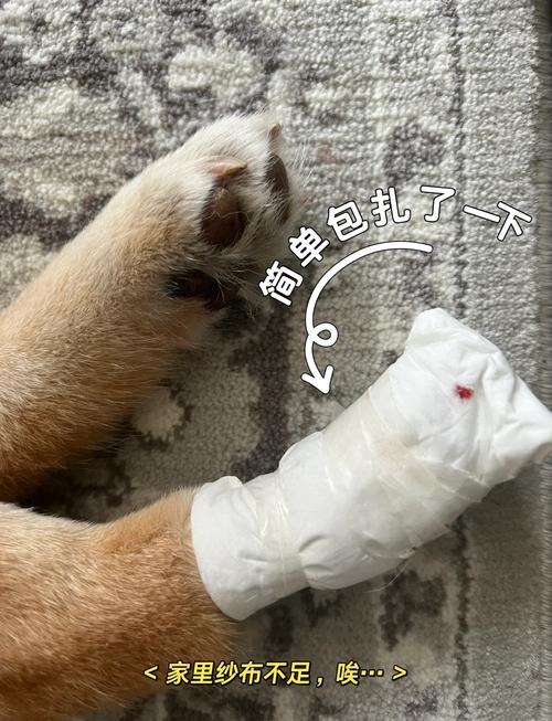 狗狗不让剪指甲怎么办,狗狗不让剪指甲怎么办咬人-第3张图片-后鲨宠物 狗狗不让剪指甲怎么办,狗狗不让剪指甲怎么办咬人-第3张图片-后鲨宠物