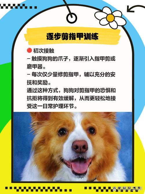 狗狗不让剪指甲怎么办,狗狗不让剪指甲怎么办咬人-第4张图片-后鲨宠物 狗狗不让剪指甲怎么办,狗狗不让剪指甲怎么办咬人-第4张图片-后鲨宠物