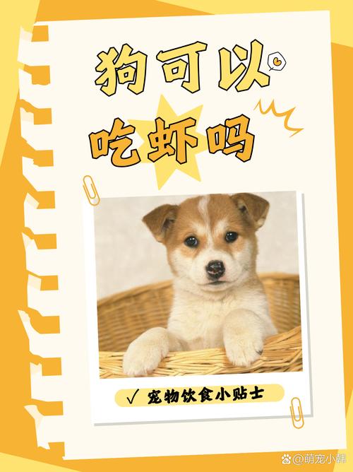 狗狗可以吃虾吗,比熊狗狗可以吃虾吗?-第3张图片-后鲨宠物 狗狗可以吃虾吗,比熊狗狗可以吃虾吗?-第3张图片-后鲨宠物