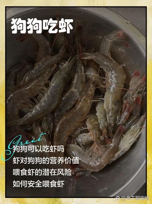 狗狗可以吃虾吗,比熊狗狗可以吃虾吗?-第4张图片-后鲨宠物 狗狗可以吃虾吗,比熊狗狗可以吃虾吗?-第4张图片-后鲨宠物