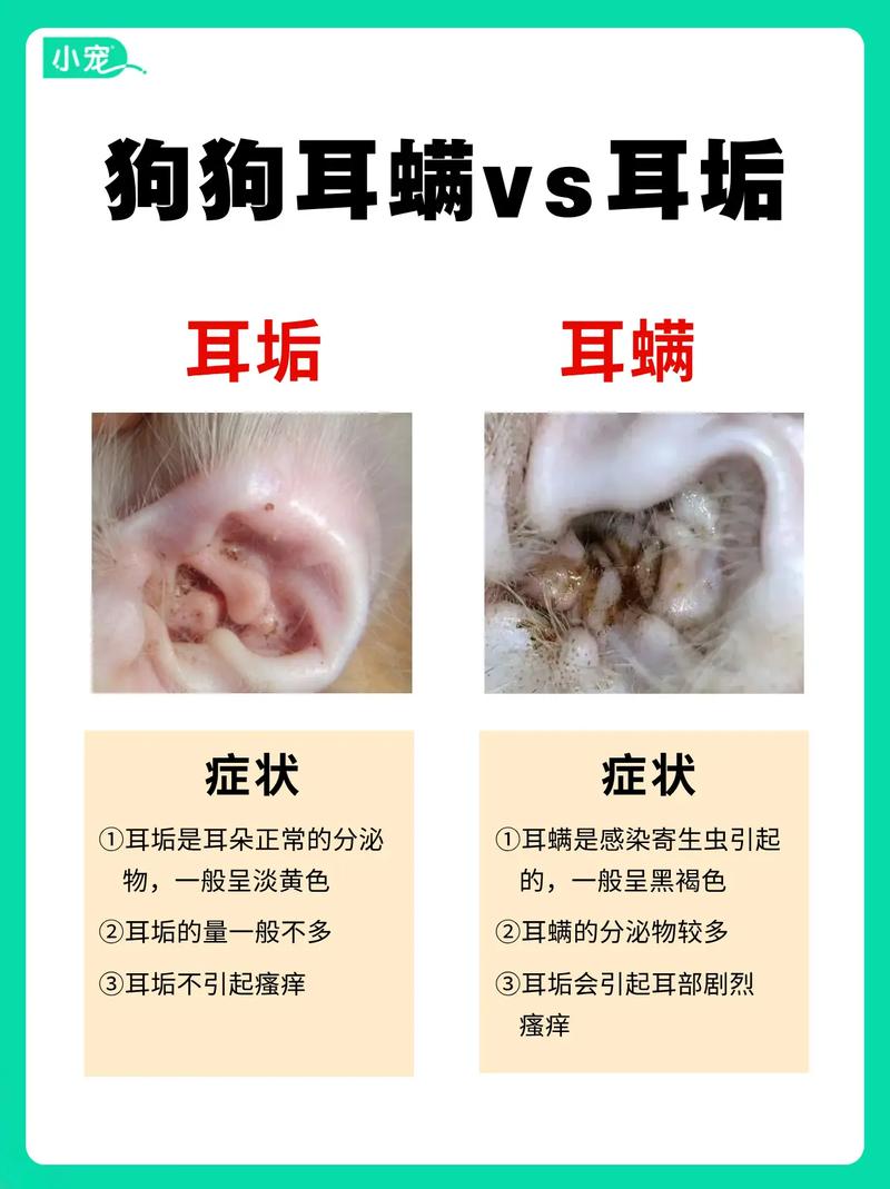 狗狗耳螨怎么办,狗狗耳螨用什么药比较好-第2张图片-后鲨宠物 狗狗耳螨怎么办,狗狗耳螨用什么药比较好-第2张图片-后鲨宠物