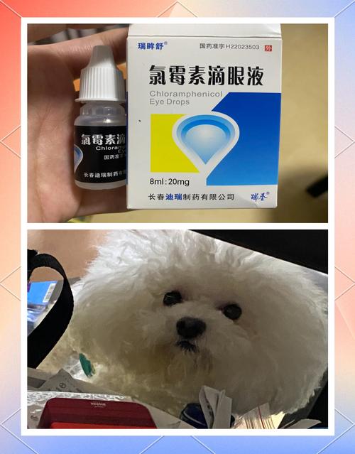 狗狗能用氯霉素眼药水吗_氯霉素眼药狗狗可以用吗-第5张图片-后鲨宠物