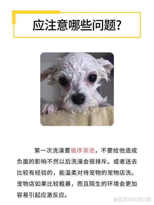 狗狗几个月能洗澡,狗狗几个月洗澡合适?-第4张图片-后鲨宠物 狗狗几个月能洗澡,狗狗几个月洗澡合适?-第4张图片-后鲨宠物