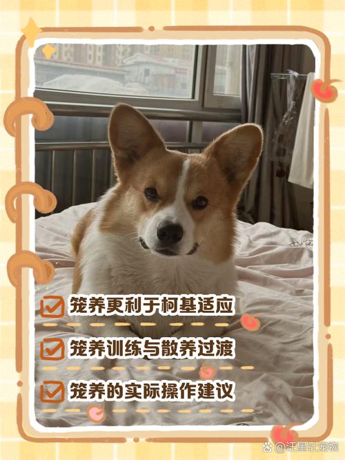 狗狗笼养好还是散养好,狗狗笼养好还是放养好-第4张图片-后鲨宠物 狗狗笼养好还是散养好,狗狗笼养好还是放养好-第4张图片-后鲨宠物