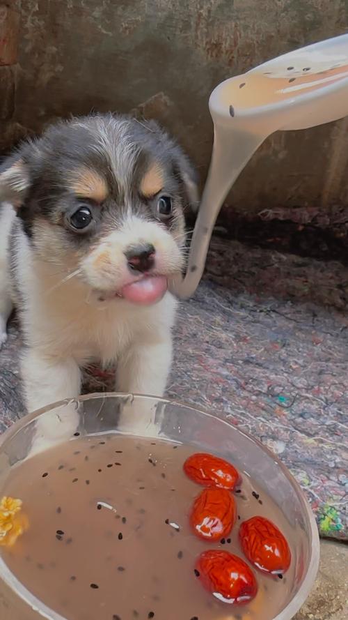 狗狗可以吃凉粉吗,狗可以吃凉粉草吗?-第4张图片-后鲨宠物 狗狗可以吃凉粉吗,狗可以吃凉粉草吗?-第4张图片-后鲨宠物