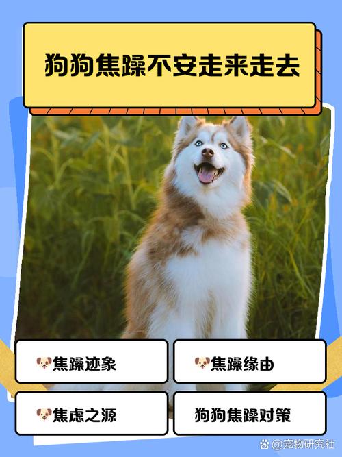 狗狗哼唧是什么意思_狗狗哼唧是什么意思网络用语-第2张图片-后鲨宠物 狗狗哼唧是什么意思_狗狗哼唧是什么意思网络用语-第2张图片-后鲨宠物