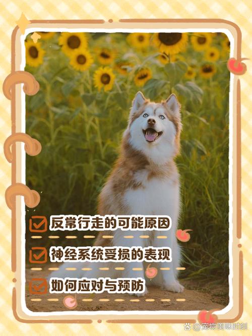 狗狗哼唧是什么意思_狗狗哼唧是什么意思网络用语-第3张图片-后鲨宠物 狗狗哼唧是什么意思_狗狗哼唧是什么意思网络用语-第3张图片-后鲨宠物