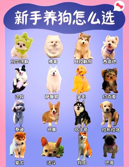 哪种狗狗不掉毛,哪种狗狗不掉毛没有气味-第5张图片-后鲨宠物 哪种狗狗不掉毛,哪种狗狗不掉毛没有气味-第5张图片-后鲨宠物