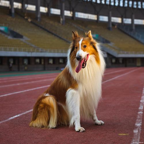 狗狗能吃五谷杂粮吗,狗狗能吃五谷杂粮吗有营养吗?-第1张图片-后鲨宠物 狗狗能吃五谷杂粮吗,狗狗能吃五谷杂粮吗有营养吗?-第1张图片-后鲨宠物