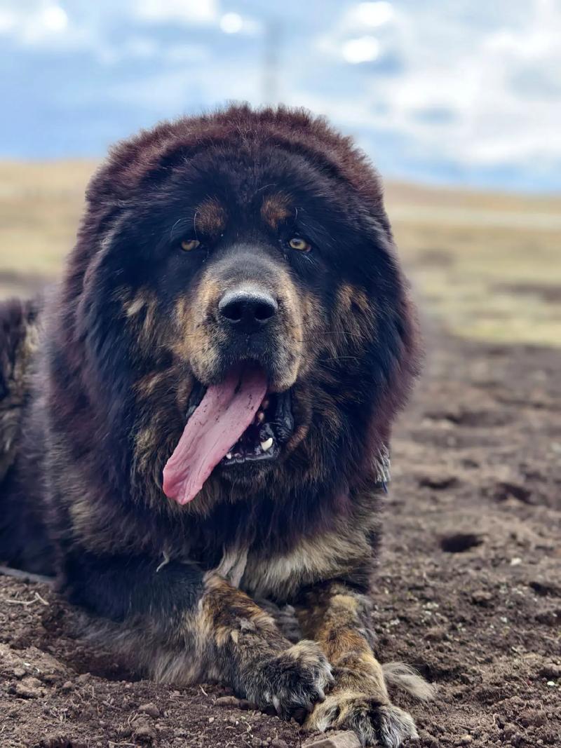 狗狗能吃五谷杂粮吗,狗狗能吃五谷杂粮吗有营养吗?-第2张图片-后鲨宠物 狗狗能吃五谷杂粮吗,狗狗能吃五谷杂粮吗有营养吗?-第2张图片-后鲨宠物