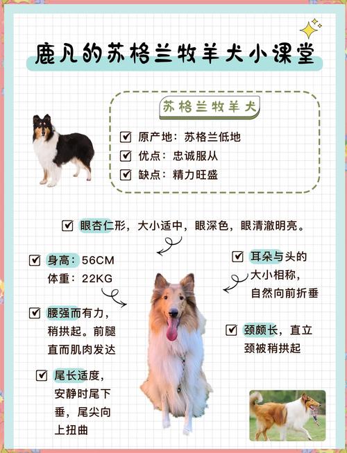 狗狗能吃五谷杂粮吗,狗狗能吃五谷杂粮吗有营养吗?-第4张图片-后鲨宠物 狗狗能吃五谷杂粮吗,狗狗能吃五谷杂粮吗有营养吗?-第4张图片-后鲨宠物