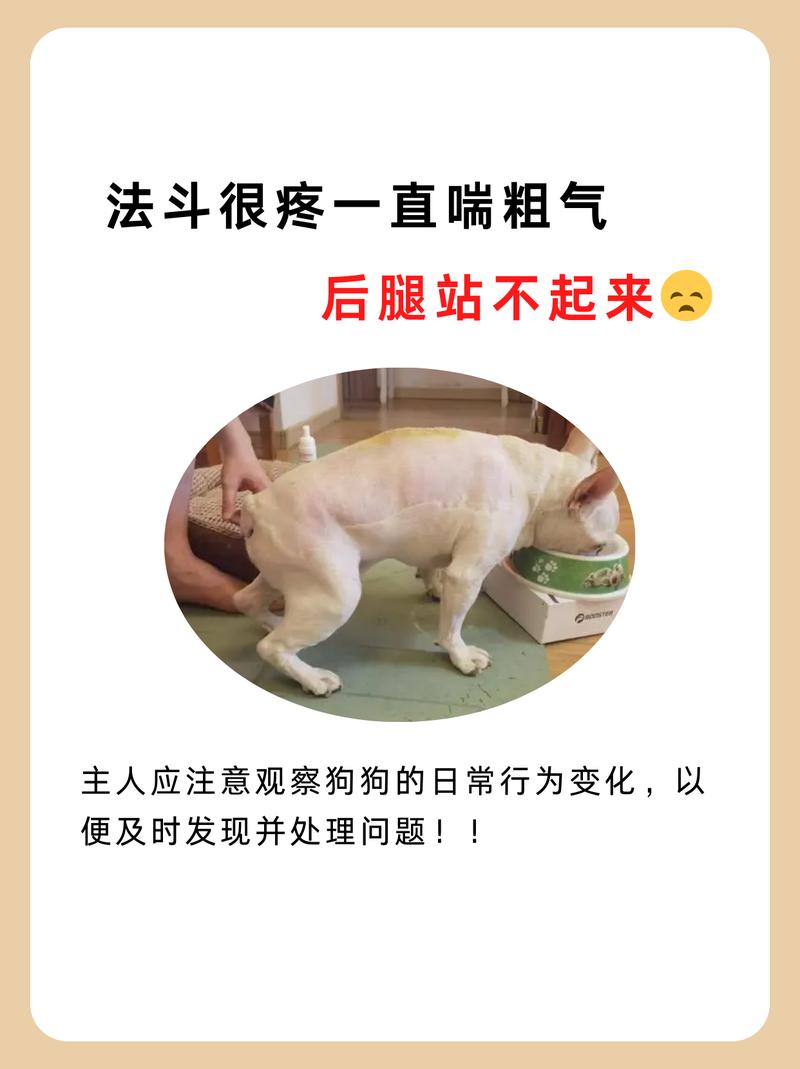 狗狗老喘粗气怎么回事，狗老是喘粗气正常吗？-第1张图片-后鲨宠物