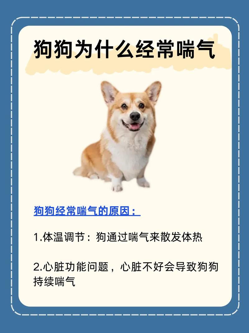 狗狗老喘粗气怎么回事，狗老是喘粗气正常吗？-第5张图片-后鲨宠物