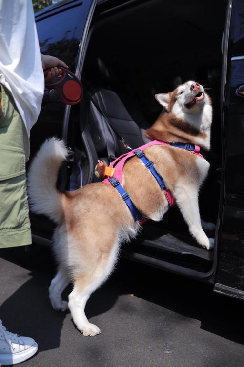 怎么带狗狗出远门_怎么带狗狗出远门玩-第1张图片-后鲨宠物 怎么带狗狗出远门_怎么带狗狗出远门玩-第1张图片-后鲨宠物