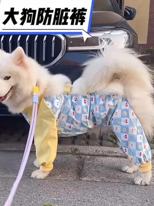 怎么带狗狗出远门_怎么带狗狗出远门玩-第2张图片-后鲨宠物 怎么带狗狗出远门_怎么带狗狗出远门玩-第2张图片-后鲨宠物