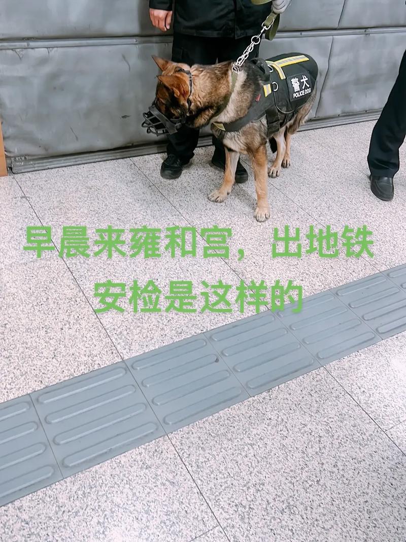 怎么带狗狗出远门_怎么带狗狗出远门玩-第3张图片-后鲨宠物 怎么带狗狗出远门_怎么带狗狗出远门玩-第3张图片-后鲨宠物