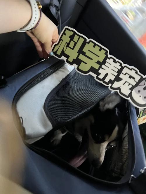 怎么带狗狗出远门_怎么带狗狗出远门玩-第5张图片-后鲨宠物 怎么带狗狗出远门_怎么带狗狗出远门玩-第5张图片-后鲨宠物