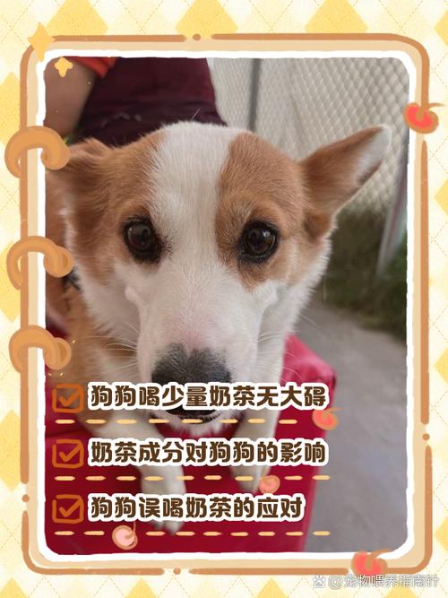 狗狗可以喝奶茶吗_狗可以喝奶茶嘛-第2张图片-后鲨宠物 狗狗可以喝奶茶吗_狗可以喝奶茶嘛-第2张图片-后鲨宠物