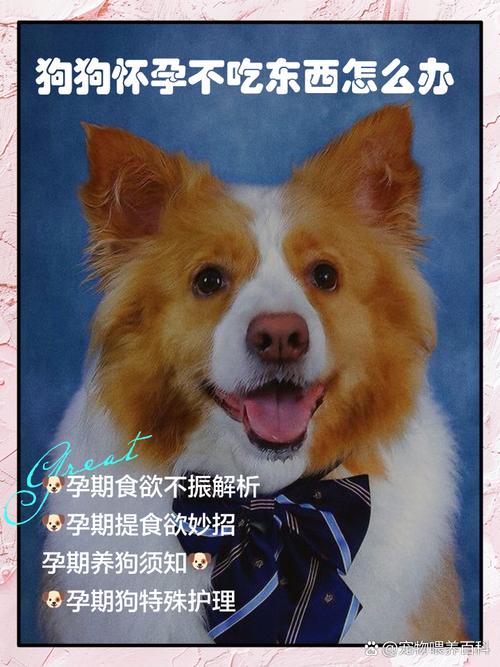 狗狗怀孕不吃东西怎么办_狗狗怀孕不吃东西怎么办视频-第2张图片-后鲨宠物 狗狗怀孕不吃东西怎么办_狗狗怀孕不吃东西怎么办视频-第2张图片-后鲨宠物