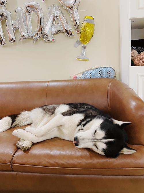 狗狗不舒服表现的睡姿,狗狗不舒服怎么缓解-第4张图片-后鲨宠物 狗狗不舒服表现的睡姿,狗狗不舒服怎么缓解-第4张图片-后鲨宠物