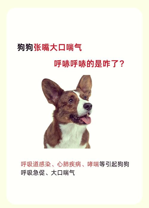 狗狗喘的厉害怎么回事,狗狗喘气喘得特别急是为什么?-第1张图片-后鲨宠物 狗狗喘的厉害怎么回事,狗狗喘气喘得特别急是为什么?-第1张图片-后鲨宠物