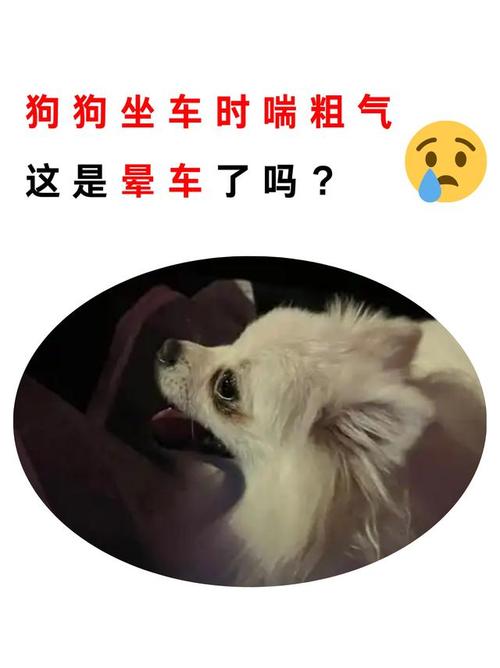 狗狗喘的厉害怎么回事,狗狗喘气喘得特别急是为什么?-第4张图片-后鲨宠物 狗狗喘的厉害怎么回事,狗狗喘气喘得特别急是为什么?-第4张图片-后鲨宠物