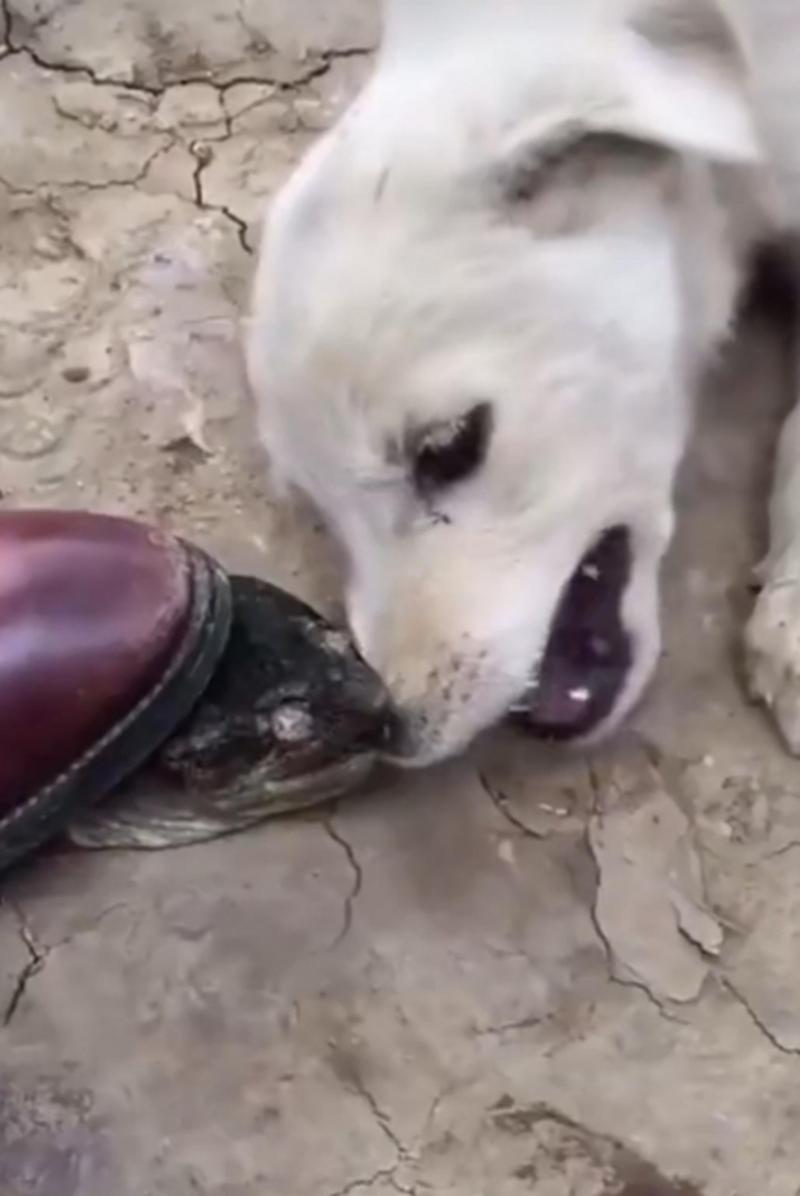 狗狗可以吃牛蛙吗,狗能吃牛蛙肉吗-第1张图片-后鲨宠物 狗狗可以吃牛蛙吗,狗能吃牛蛙肉吗-第1张图片-后鲨宠物