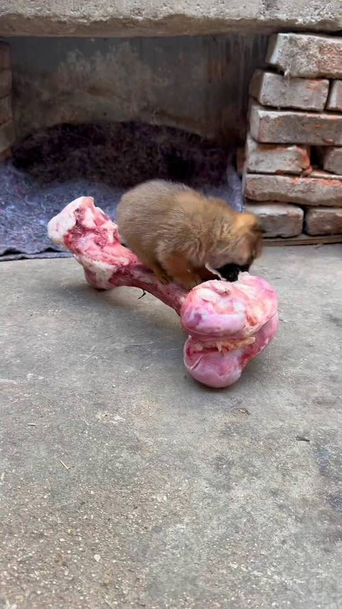 狗狗可以吃牛蛙吗,狗能吃牛蛙肉吗-第6张图片-后鲨宠物 狗狗可以吃牛蛙吗,狗能吃牛蛙肉吗-第6张图片-后鲨宠物