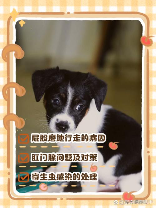 狗狗磨屁股怎么回事,狗狗磨屁股怎么治-第1张图片-后鲨宠物 狗狗磨屁股怎么回事,狗狗磨屁股怎么治-第1张图片-后鲨宠物