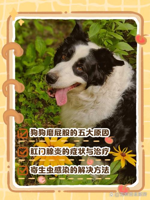 狗狗磨屁股怎么回事,狗狗磨屁股怎么治-第5张图片-后鲨宠物 狗狗磨屁股怎么回事,狗狗磨屁股怎么治-第5张图片-后鲨宠物