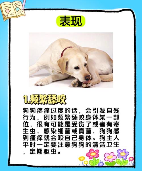 狗狗磨屁股怎么回事,狗狗磨屁股怎么治-第6张图片-后鲨宠物 狗狗磨屁股怎么回事,狗狗磨屁股怎么治-第6张图片-后鲨宠物