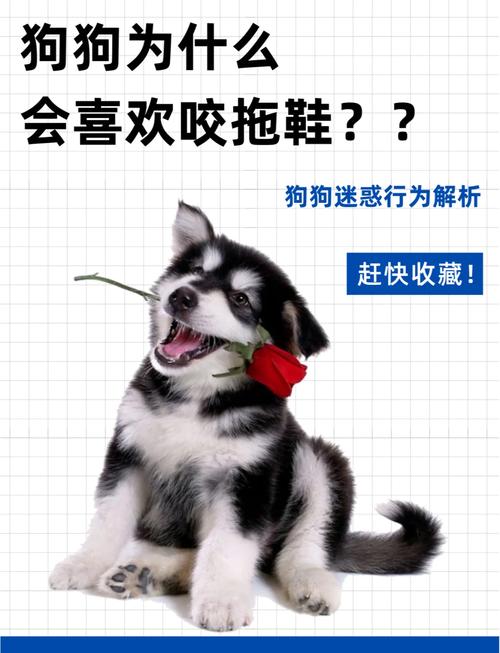 为什么狗狗喜欢咬拖鞋,狗狗为什么喜欢咬我拖鞋?-第1张图片-后鲨宠物 为什么狗狗喜欢咬拖鞋,狗狗为什么喜欢咬我拖鞋?-第1张图片-后鲨宠物