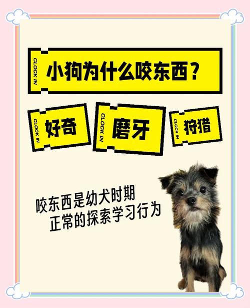 为什么狗狗喜欢咬拖鞋,狗狗为什么喜欢咬我拖鞋?-第3张图片-后鲨宠物 为什么狗狗喜欢咬拖鞋,狗狗为什么喜欢咬我拖鞋?-第3张图片-后鲨宠物