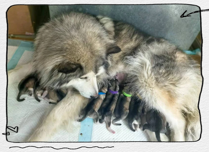 狗狗几岁可以生宝宝,狗狗多大可以生狗宝宝-第5张图片-后鲨宠物 狗狗几岁可以生宝宝,狗狗多大可以生狗宝宝-第5张图片-后鲨宠物