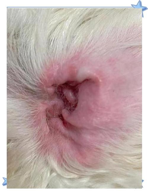 狗狗耳朵发黑怎么回事,狗狗耳朵发黑怎么回事儿-第2张图片-后鲨宠物 狗狗耳朵发黑怎么回事,狗狗耳朵发黑怎么回事儿-第2张图片-后鲨宠物