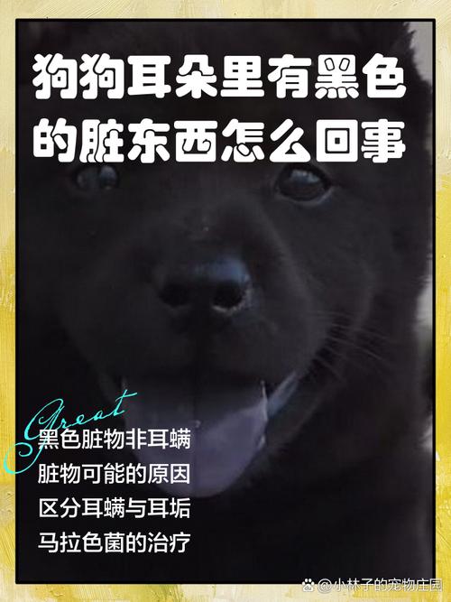 狗狗耳朵发黑怎么回事,狗狗耳朵发黑怎么回事儿-第3张图片-后鲨宠物 狗狗耳朵发黑怎么回事,狗狗耳朵发黑怎么回事儿-第3张图片-后鲨宠物