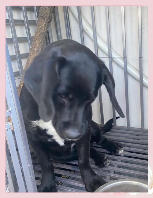 狗狗耳朵发黑怎么回事,狗狗耳朵发黑怎么回事儿-第4张图片-后鲨宠物 狗狗耳朵发黑怎么回事,狗狗耳朵发黑怎么回事儿-第4张图片-后鲨宠物