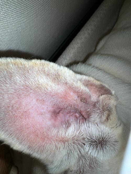 狗狗耳朵发黑怎么回事,狗狗耳朵发黑怎么回事儿-第5张图片-后鲨宠物 狗狗耳朵发黑怎么回事,狗狗耳朵发黑怎么回事儿-第5张图片-后鲨宠物