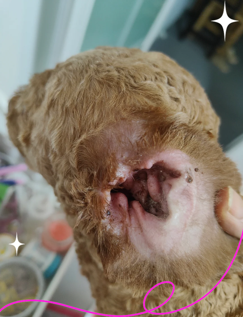 狗狗耳朵烂了怎么回事,狗狗耳朵烂掉?-第1张图片-后鲨宠物 狗狗耳朵烂了怎么回事,狗狗耳朵烂掉?-第1张图片-后鲨宠物