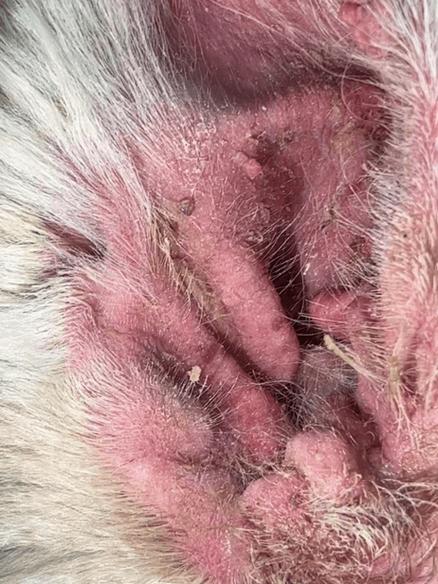 狗狗耳朵烂了怎么回事,狗狗耳朵烂掉?-第3张图片-后鲨宠物 狗狗耳朵烂了怎么回事,狗狗耳朵烂掉?-第3张图片-后鲨宠物