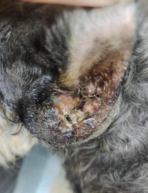 狗狗耳朵烂了怎么回事,狗狗耳朵烂掉?-第4张图片-后鲨宠物 狗狗耳朵烂了怎么回事,狗狗耳朵烂掉?-第4张图片-后鲨宠物