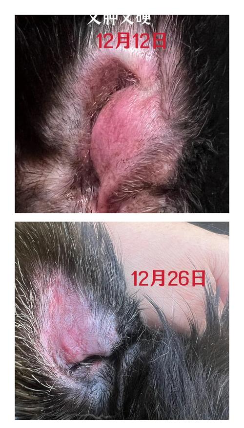 狗狗耳朵烂了怎么回事,狗狗耳朵烂掉?-第5张图片-后鲨宠物 狗狗耳朵烂了怎么回事,狗狗耳朵烂掉?-第5张图片-后鲨宠物