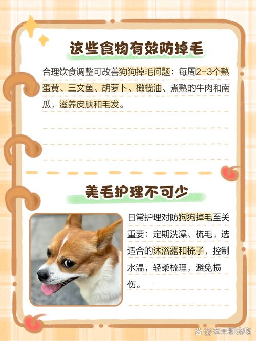 狗狗掉毛吃什么改善,狗狗掉毛严重吃什么营养品?-第1张图片-后鲨宠物 狗狗掉毛吃什么改善,狗狗掉毛严重吃什么营养品?-第1张图片-后鲨宠物