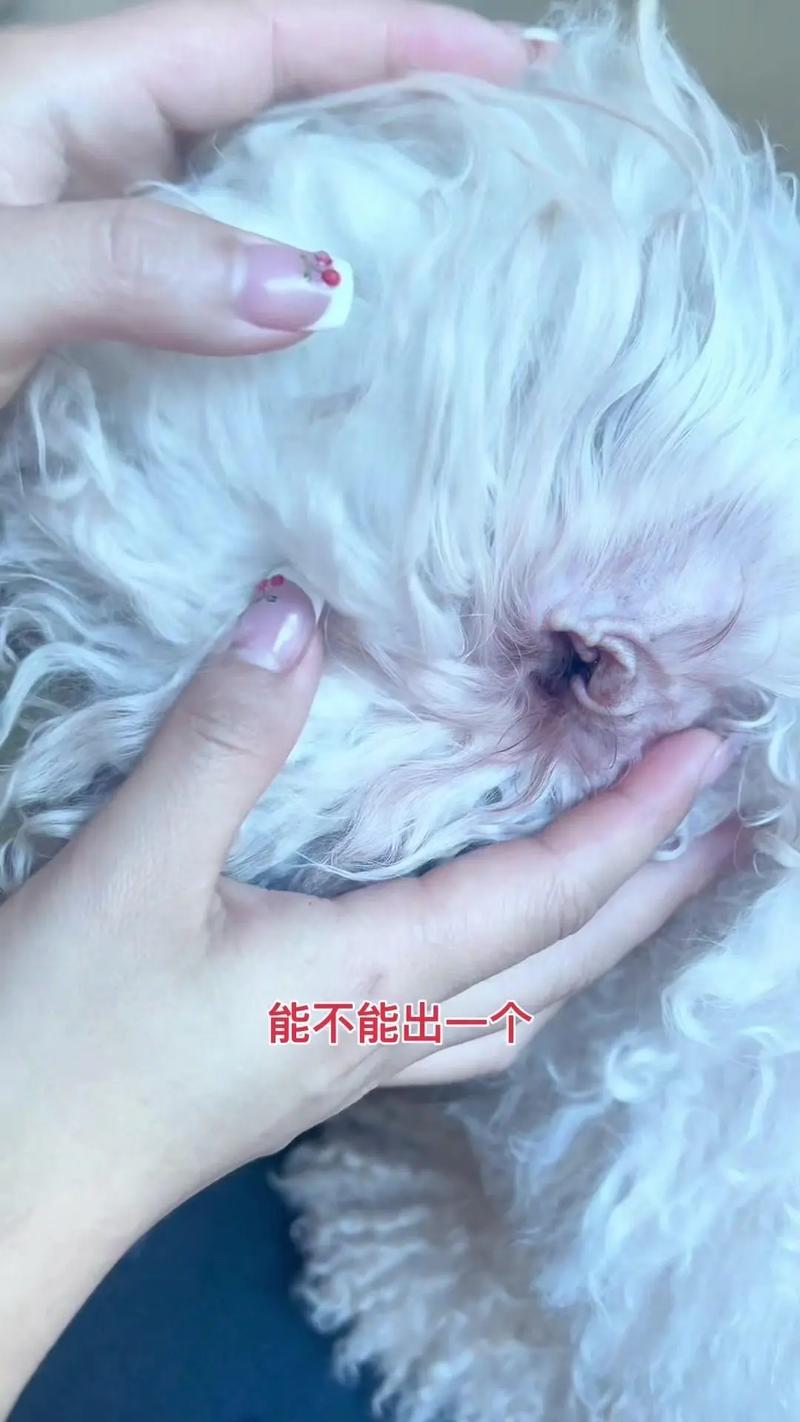 怎样给狗狗掏耳朵,怎么给狗狗掏耳屎?-第1张图片-后鲨宠物 怎样给狗狗掏耳朵,怎么给狗狗掏耳屎?-第1张图片-后鲨宠物