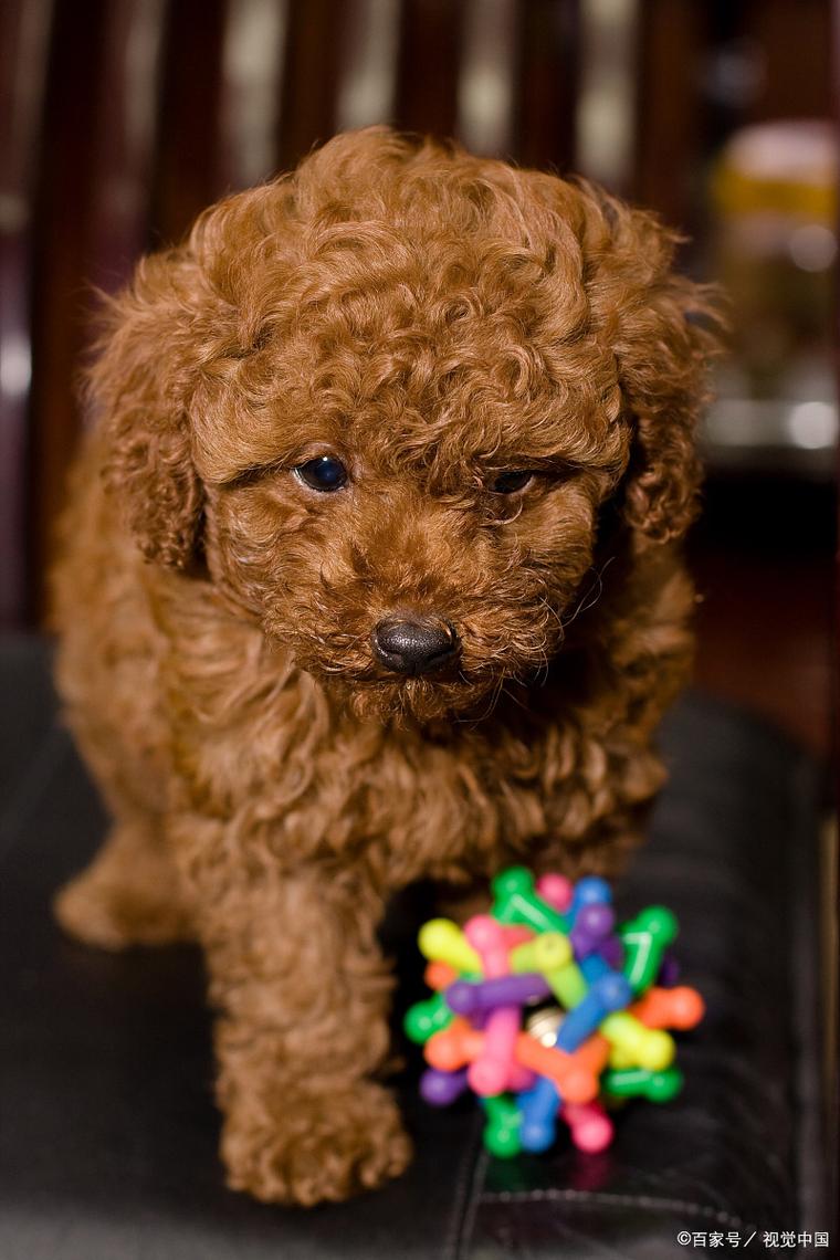 什么狗狗寿命最长_哪些狗狗寿命最长-第3张图片-后鲨宠物 什么狗狗寿命最长_哪些狗狗寿命最长-第3张图片-后鲨宠物