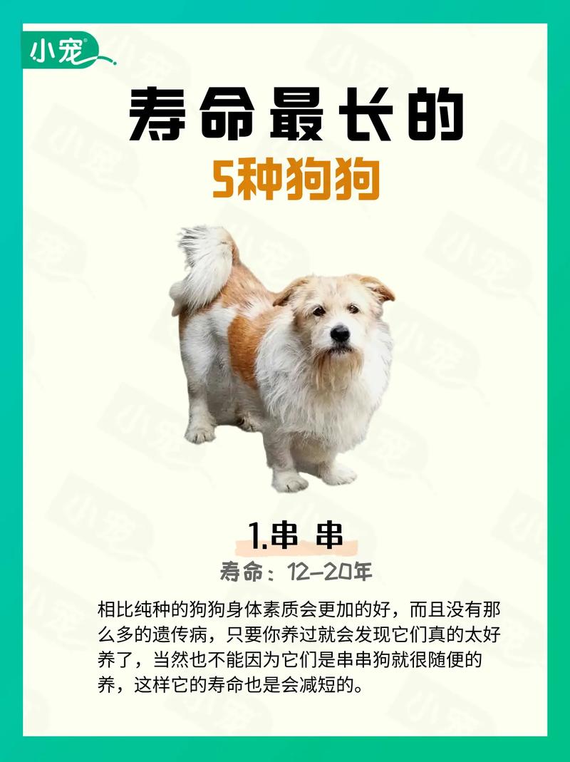 什么狗狗寿命最长_哪些狗狗寿命最长-第4张图片-后鲨宠物 什么狗狗寿命最长_哪些狗狗寿命最长-第4张图片-后鲨宠物