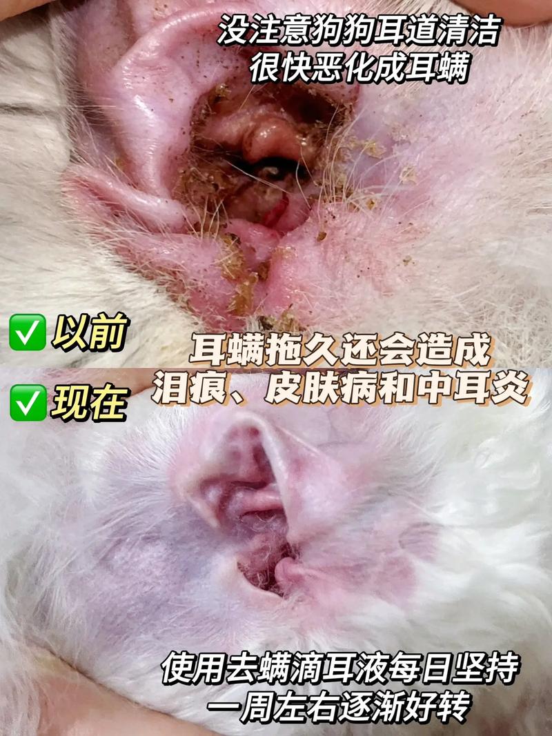 狗狗滴耳液滴多了会怎么样,狗狗滴耳液滴完后怎么清理?-第3张图片-后鲨宠物 狗狗滴耳液滴多了会怎么样,狗狗滴耳液滴完后怎么清理?-第3张图片-后鲨宠物