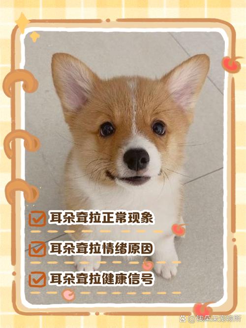 狗狗滴耳液滴多了会怎么样,狗狗滴耳液滴完后怎么清理?-第6张图片-后鲨宠物 狗狗滴耳液滴多了会怎么样,狗狗滴耳液滴完后怎么清理?-第6张图片-后鲨宠物